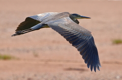 Ardea herodias herodias