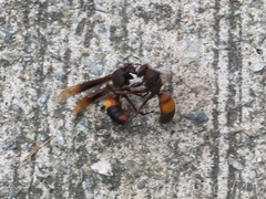 Polistes sagittarius