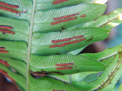 Blechnum appendiculatum