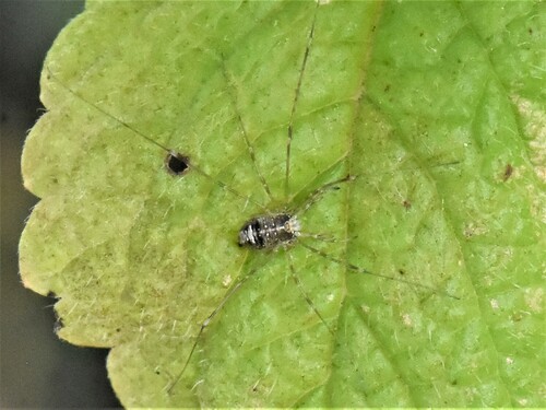 Fork-palped Harvestman, Groesbeek, Nederland, photo 8 of 10