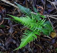 Blechnum appendiculatum