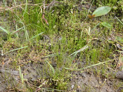 Pilularia globulifera