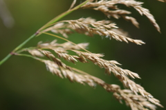Calamagrostis purpurea