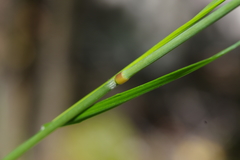 Calamagrostis purpurea