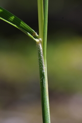 Calamagrostis purpurea