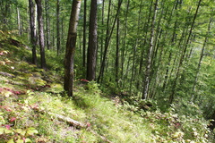 Calamagrostis purpurea