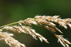 Calamagrostis purpurea