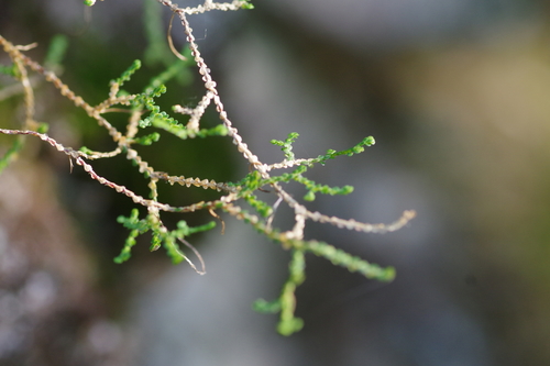 Selaginella sanguinolenta