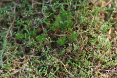 Selaginella sibirica