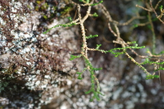 Selaginella sanguinolenta