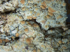 Lecanora symmicta