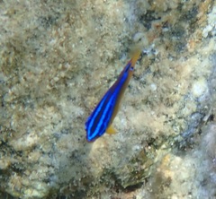 Chrysiptera unimaculata