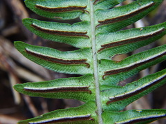 Blechnum appendiculatum