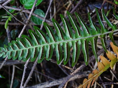 Blechnum appendiculatum