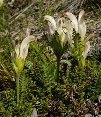 Pedicularis capitata