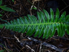 Blechnum appendiculatum