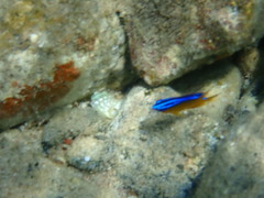 Chrysiptera unimaculata