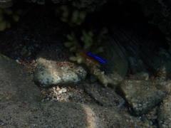 Chrysiptera unimaculata