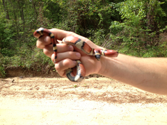 Lampropeltis gentilis