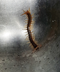 Ethmostigmus rubripes