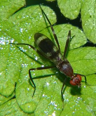 Taeniaptera angulata