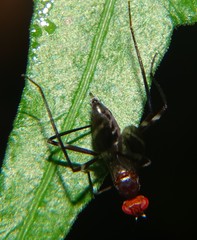 Taeniaptera angulata
