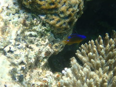 Chrysiptera unimaculata