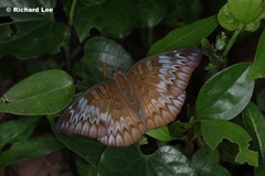 Euthalia monina monina