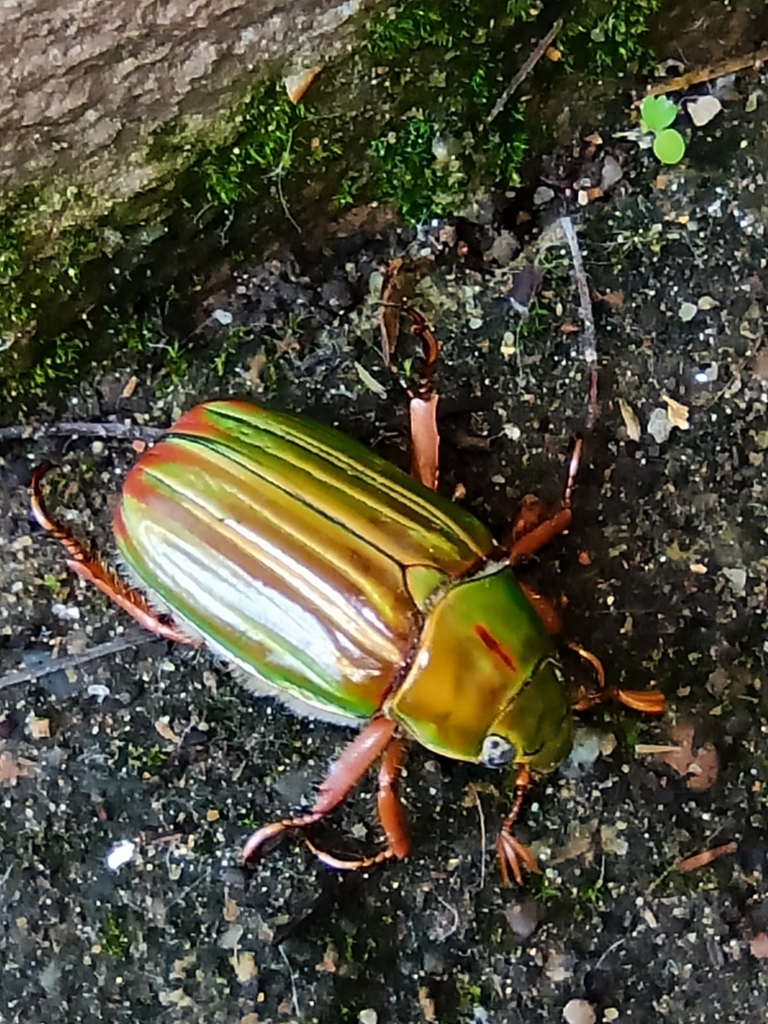 Chrysina occidentalis