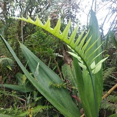 Phlebodium araneosum