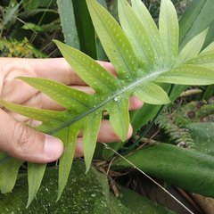 Phlebodium araneosum