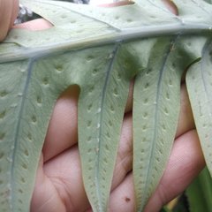 Phlebodium araneosum