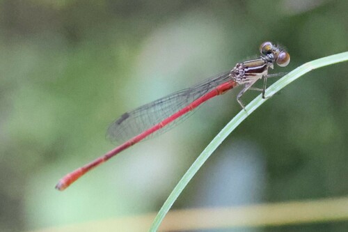 Telebasis inalata