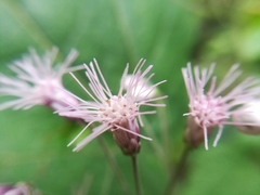 Peteravenia malvifolia