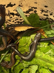 Plethodon cinereus image