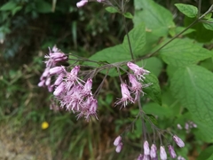 Peteravenia malvifolia