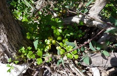 Apium prostratum filiforme