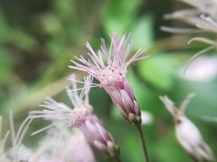 Peteravenia malvifolia