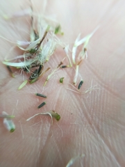 Peteravenia malvifolia