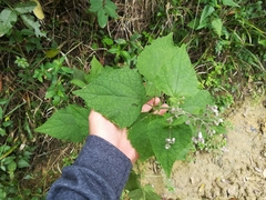 Peteravenia malvifolia