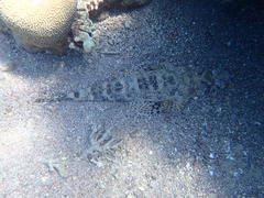 Papilloculiceps longiceps