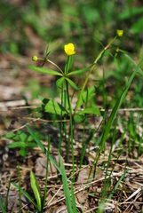 Ranunculus monophyllus