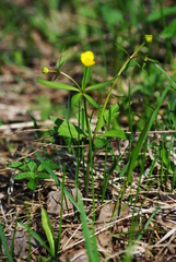 Ranunculus monophyllus