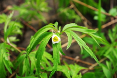 Anemonoides caerulea