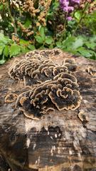 Trametes versicolor image