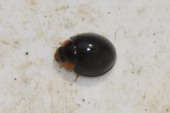 Parexochomus nigromaculatus