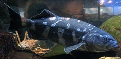 Skilfish photo 2