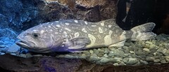 Skilfish photo 3