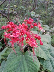 Clerodendrum paniculatum