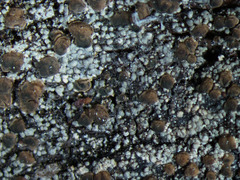 Trapeliopsis granulosa